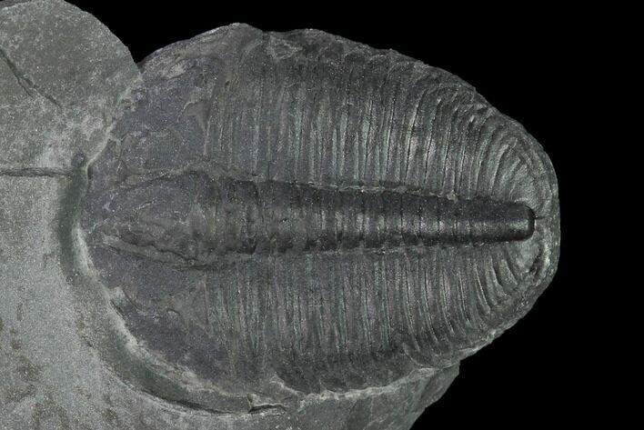 Elrathia Trilobite Fossil - Utah #139558